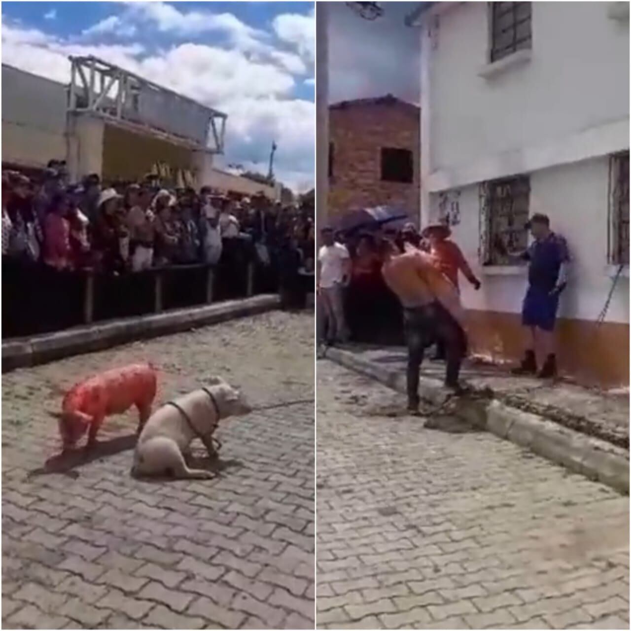 En San Miguel de Semana realizaron el juego tradicional 'marrano engrasado' / Cortesía