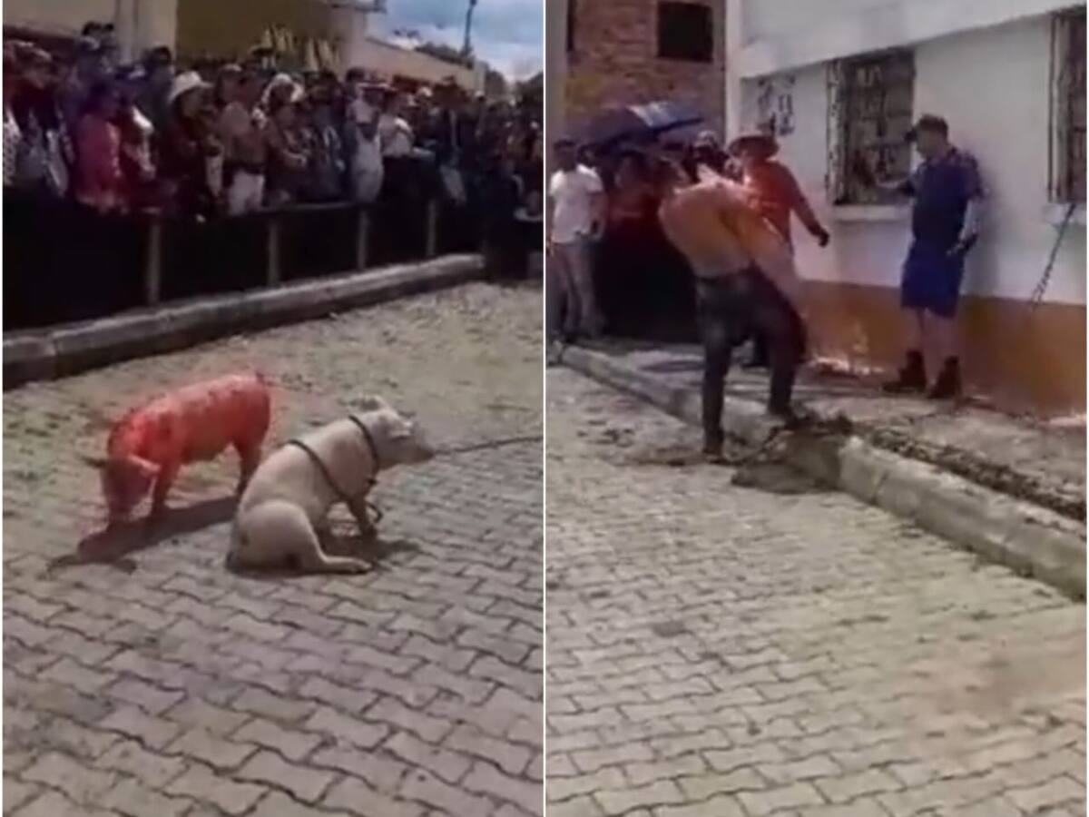 Alcalde de San Miguel de Sema responde a denuncia de senadora por promover maltrato animal