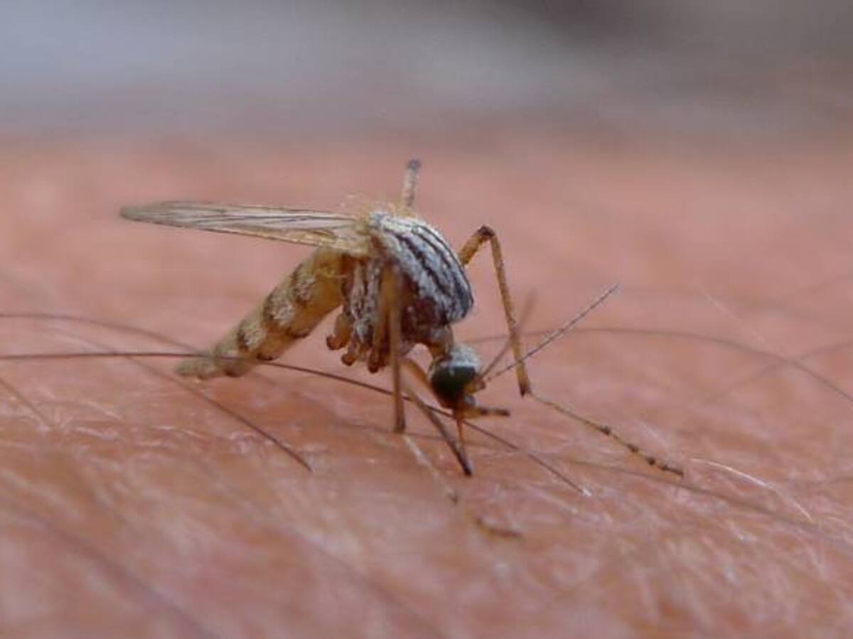 Llega a 250 la cifra de zika en Risaralda