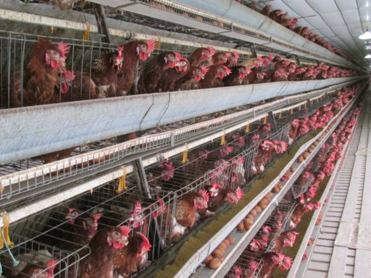 Fenavi alerta sobre la probabilidad de un cierre vial total por la Niña