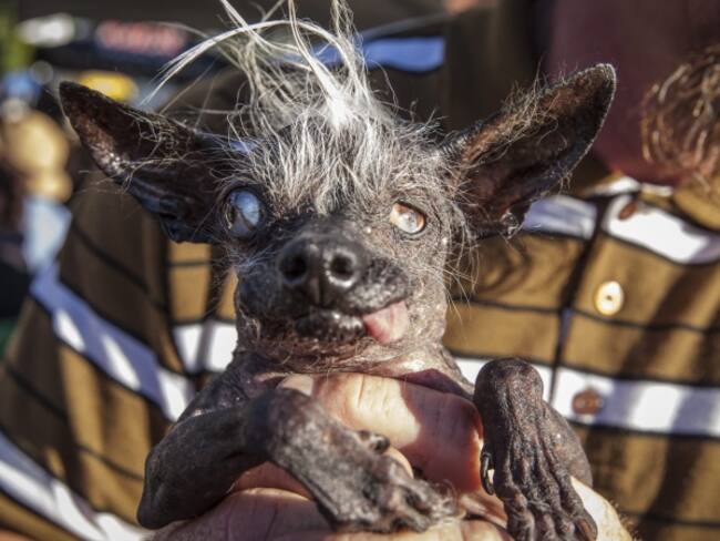 [Fotos] El concurso de los perros más feos del mundo