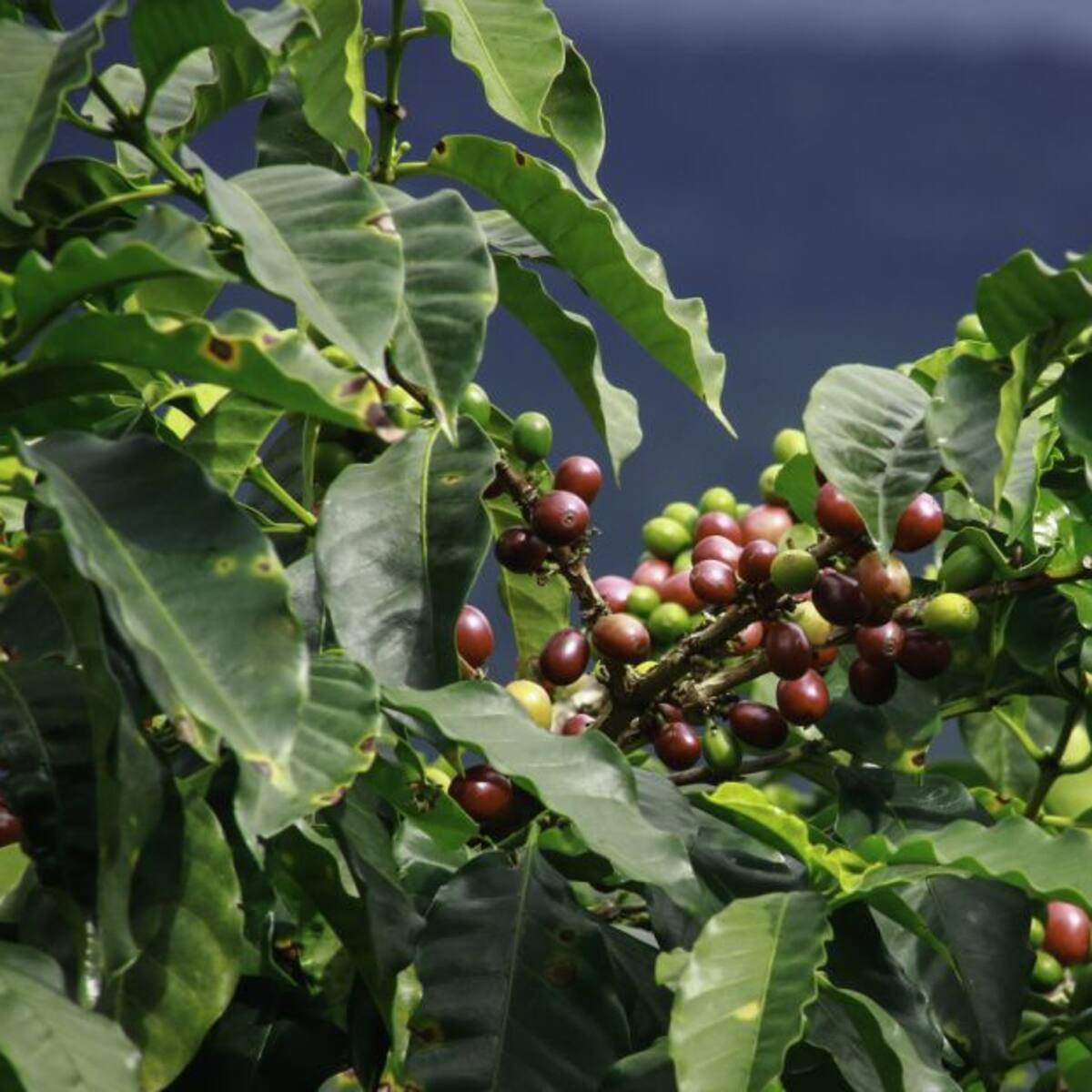 Caficultores risaraldenses podrían tener su propia marca de café