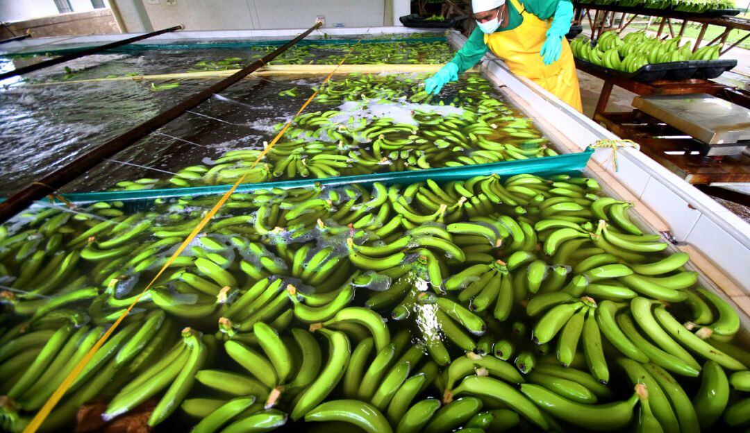 Producción de banano en Colombia