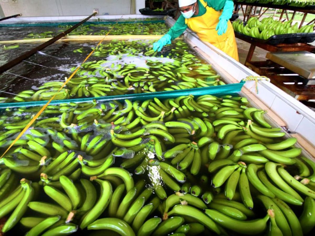 Bananeros buscarán variedad resistente al fusarium