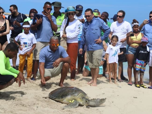 Liberan a 89 tortugas marinas en la zona insular de Cartagena