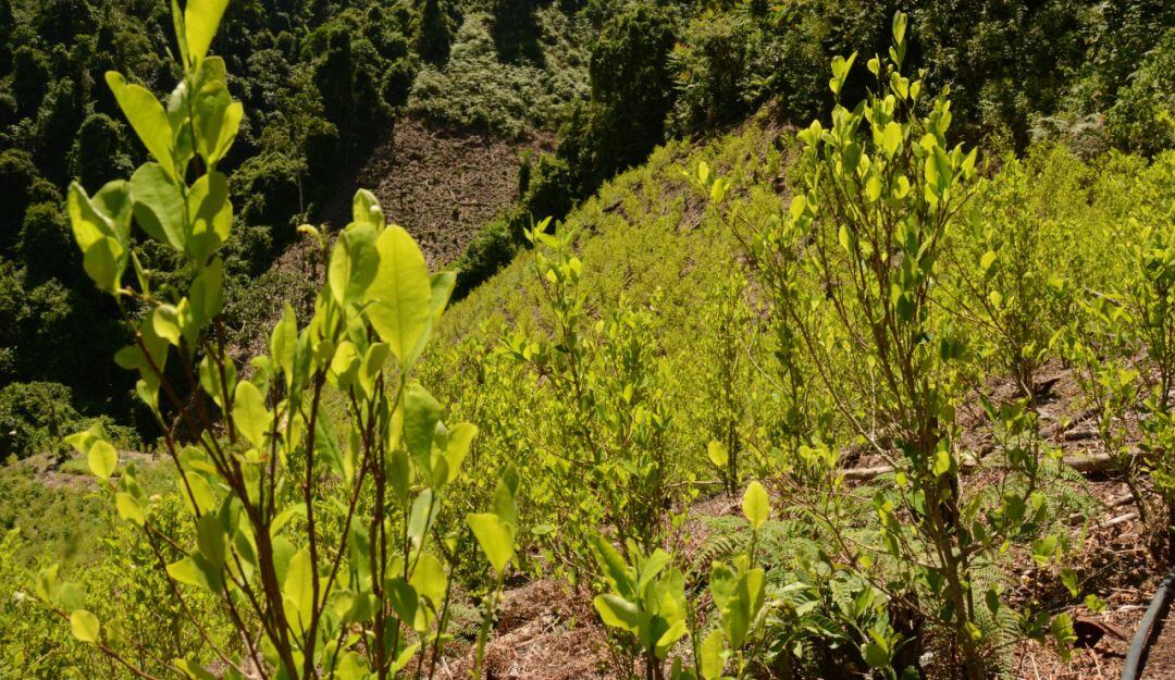 Cultivos de coca