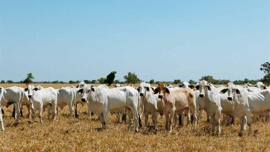 Colombia exporta al año más de 19.000 toneladas de carne en lote y más de 60.000 cabezas de ganado en pie.. Foto: Cortesía