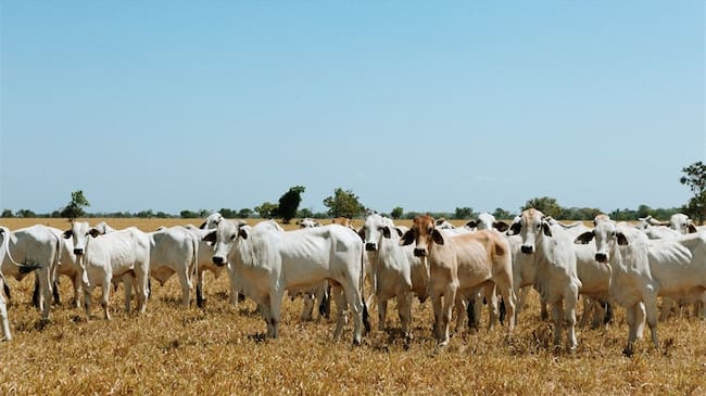 Colombia exporta al año más de 19.000 toneladas de carne en lote y más de 60.000 cabezas de ganado en pie.. Foto: Cortesía