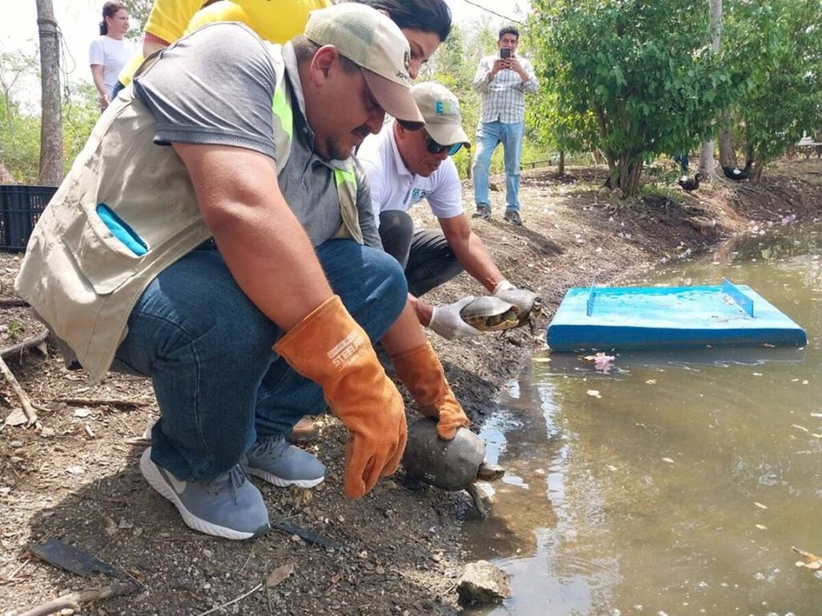 EPA Cartagena liberó en su hábitat a 50 animales silvestres