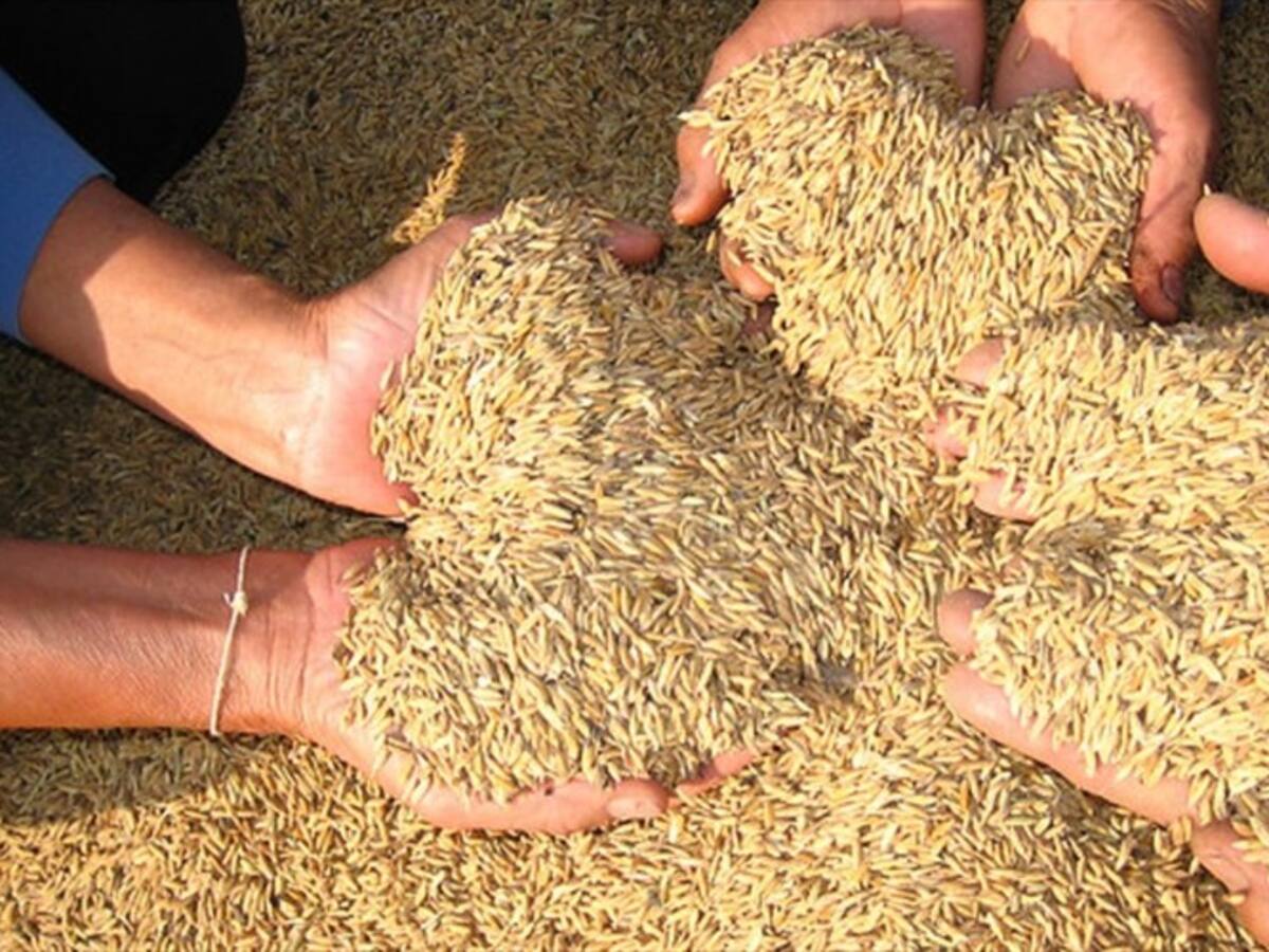 Minagricultura expone medidas para solucionar inconformidades de los arroceros del país