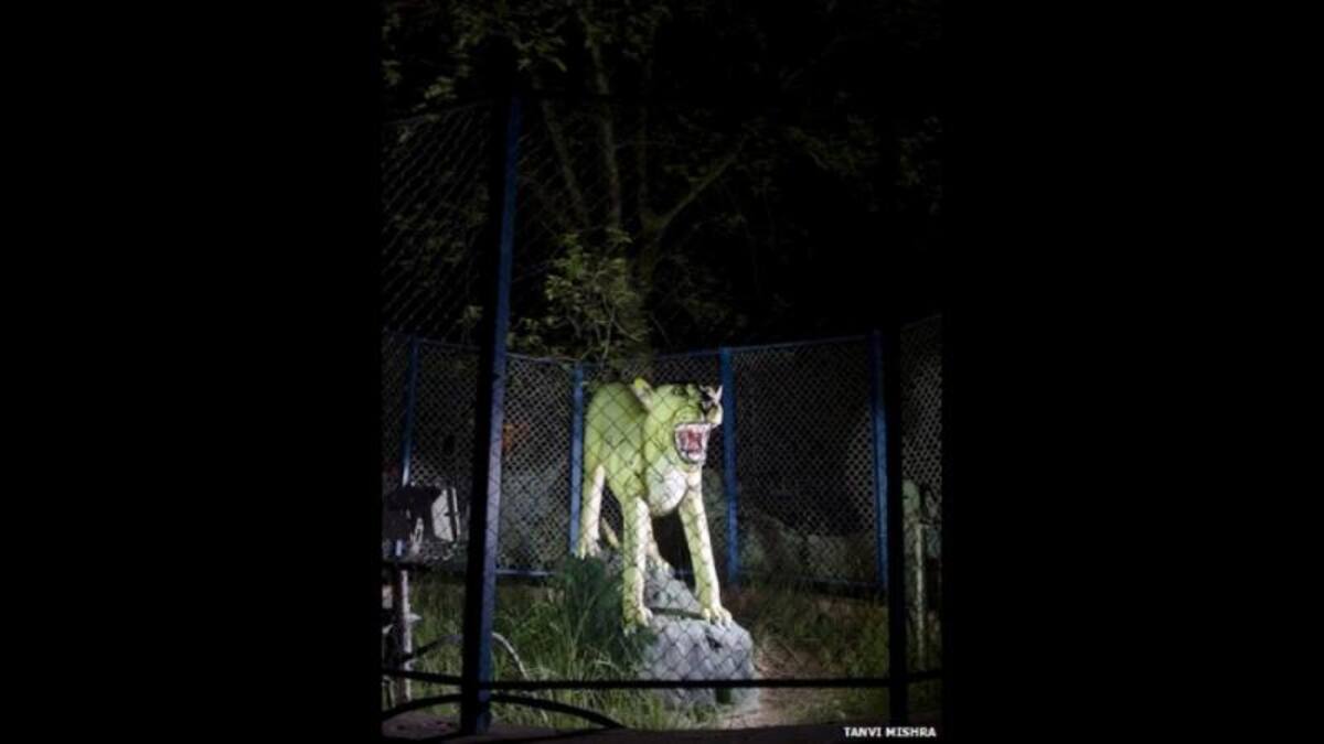 Los lugareños dicen que los tigres alguna vez vagaron por los bosques de Singrauli. Sin embargo, hoy el hábitat de estos felinos ha desaparecido.