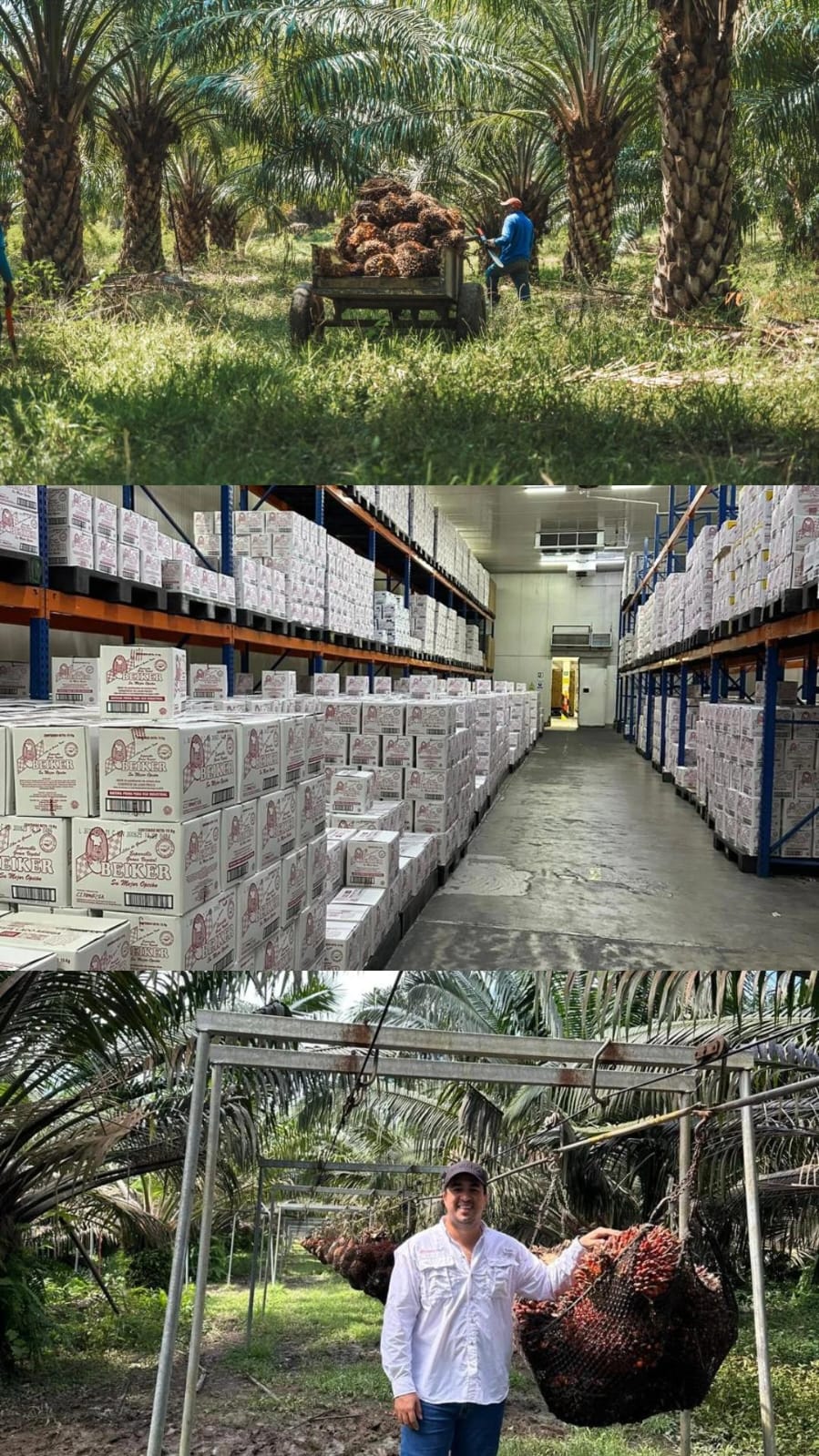 Sector palmero del Magdalena fortalece su apuesta internacional y anuncia llegada a la India/ Cortesía