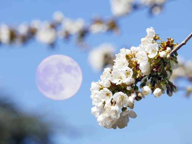 Imagen ilustrativa de la Luna Llena en época de primavera.