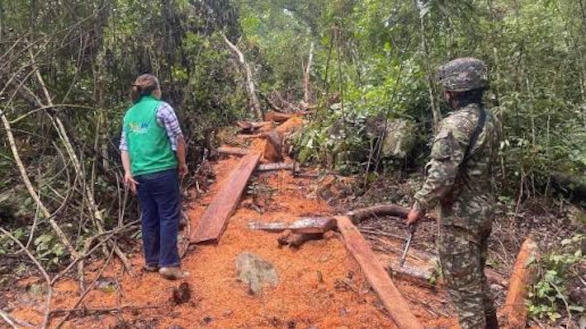 Comunidades de Suaza alertan por seria deforestación y piden intervención de autoridades locales