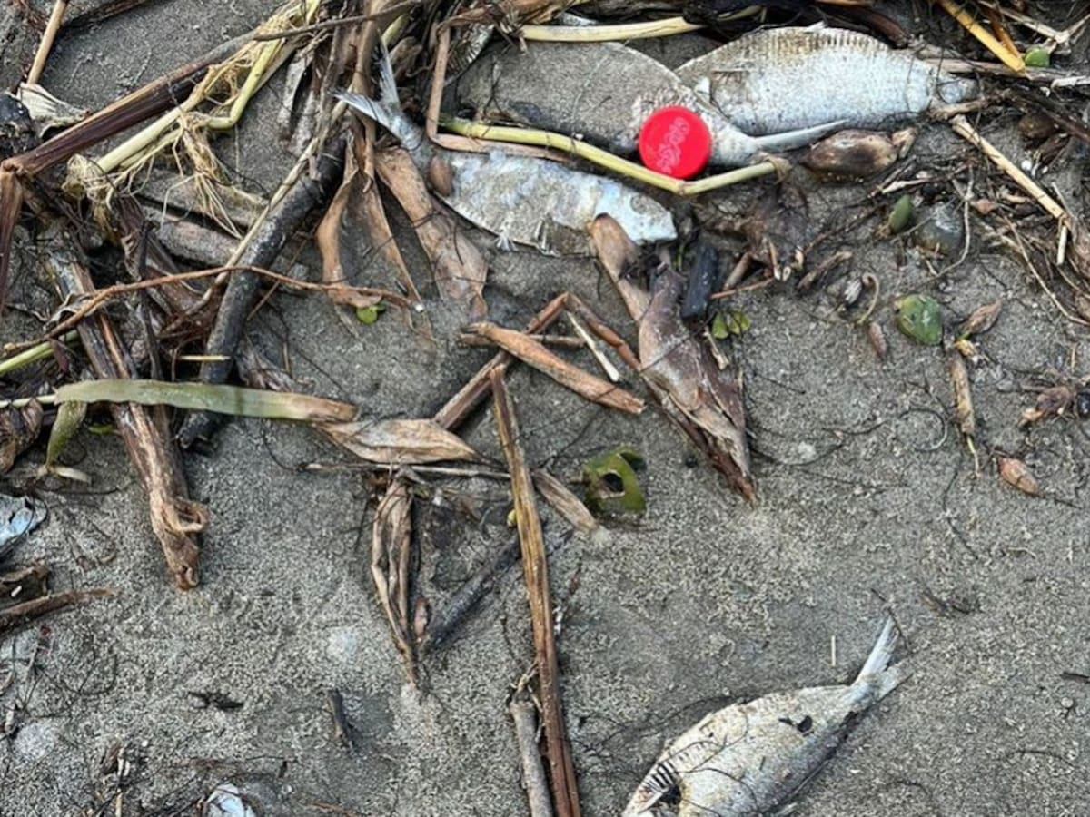 Alarma por mortandad de peces y aves en playas de Palmarito en Cartagena