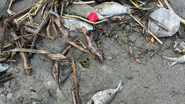 Cardique realizó labores de inspección y tomó muestras del agua en esta vereda de Arroyo Grande