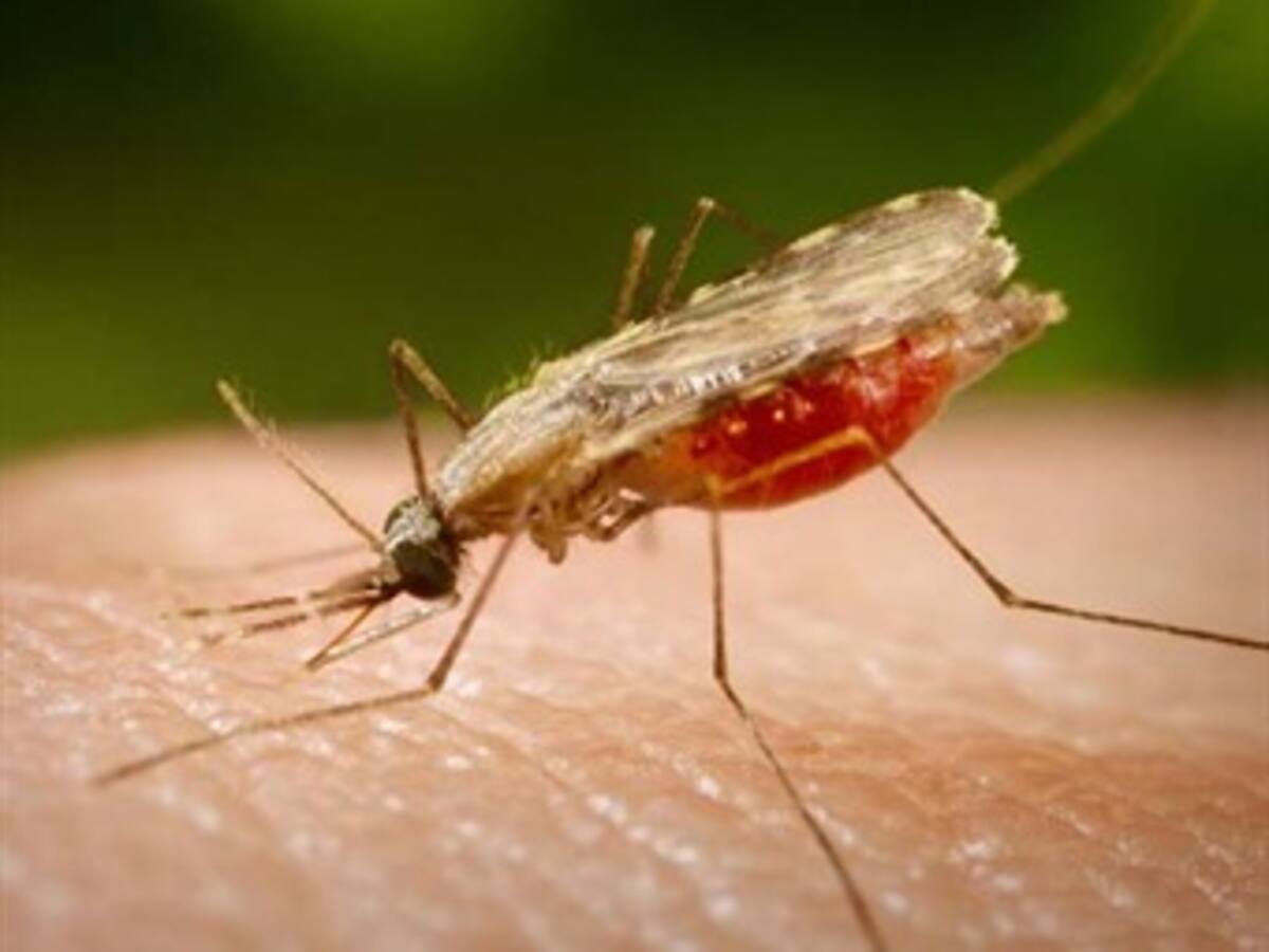 Preocupación mundial ante propagación de malaria resistente a tratamiento