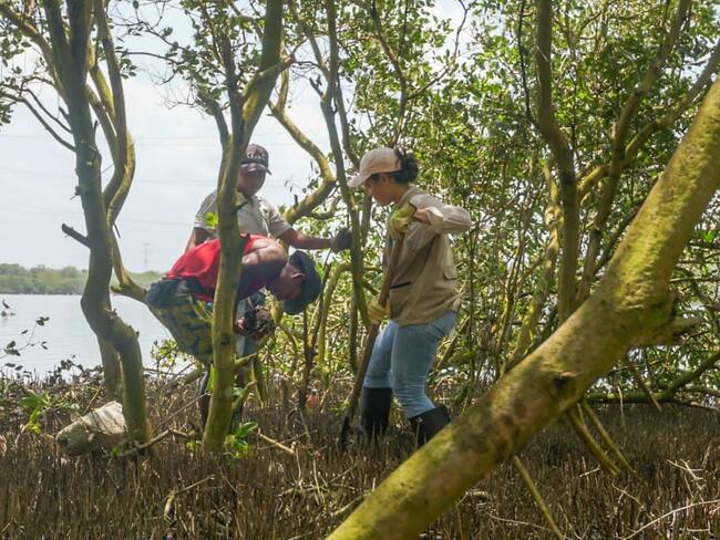 Alcaldía de Cartagena sembrará 25 mil mangles como parte del programa ‘Cartagena+Verde’