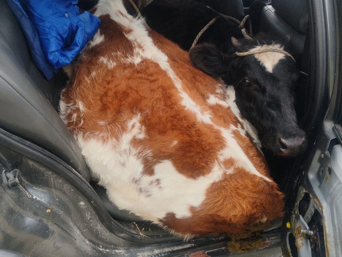 Dos vacas hurtadas en Boyacá habían sido trasladadas en un carro particular