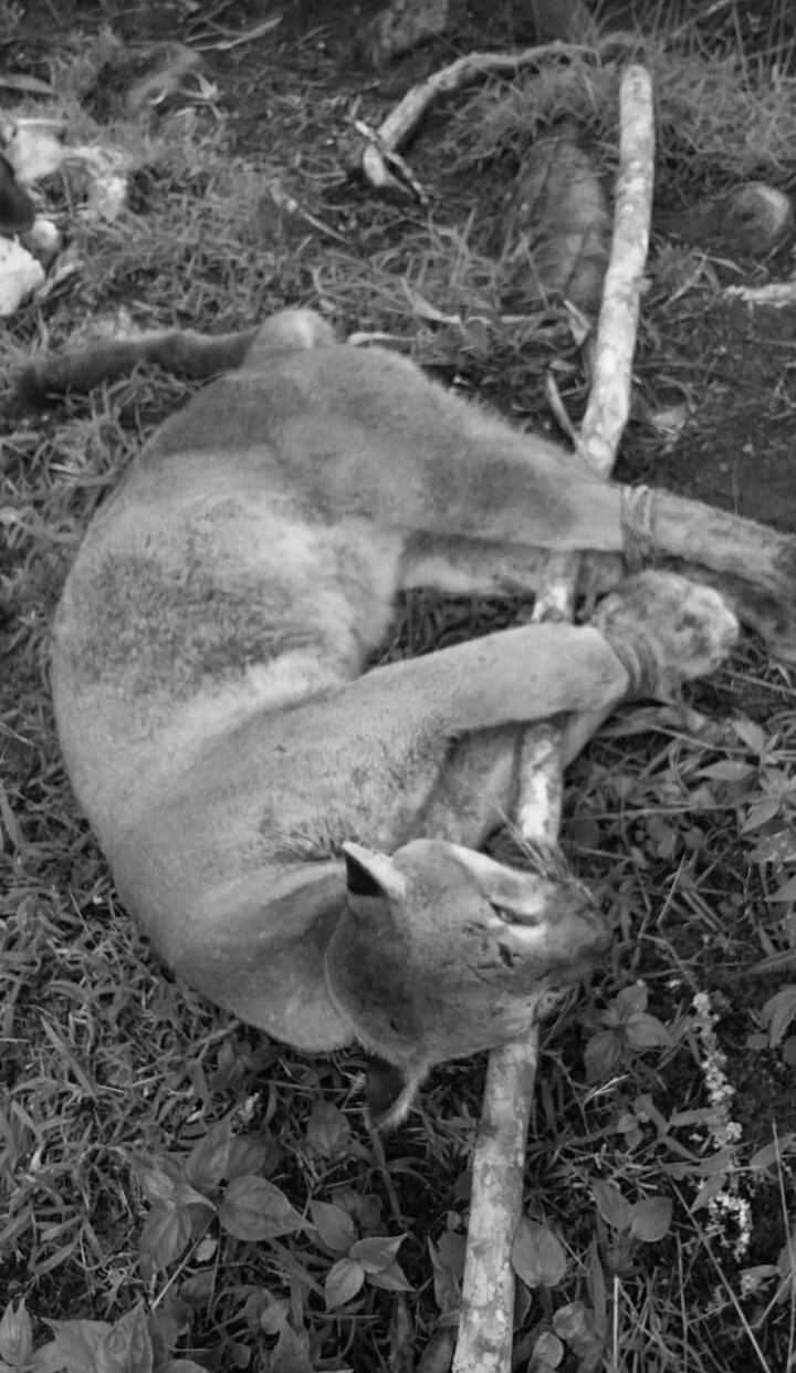 Puma asesinado en zona rural de Villa Caro, Norte de Santander