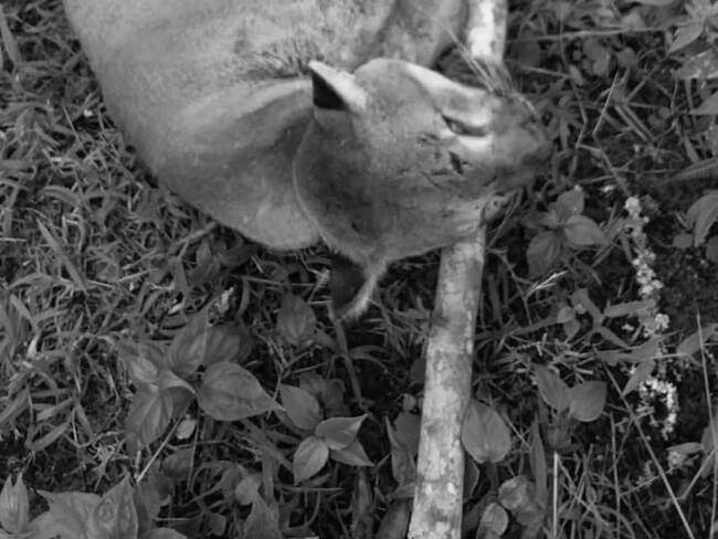 Puma asesinado en zona rural de Villa Caro, Norte de Santander