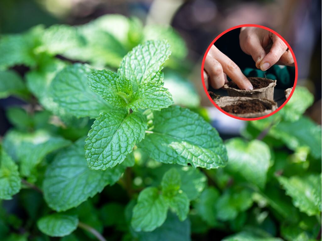 Planta de hierbabuena y de fondo una persona sembrando una planta (Fotos vía Getty Images)