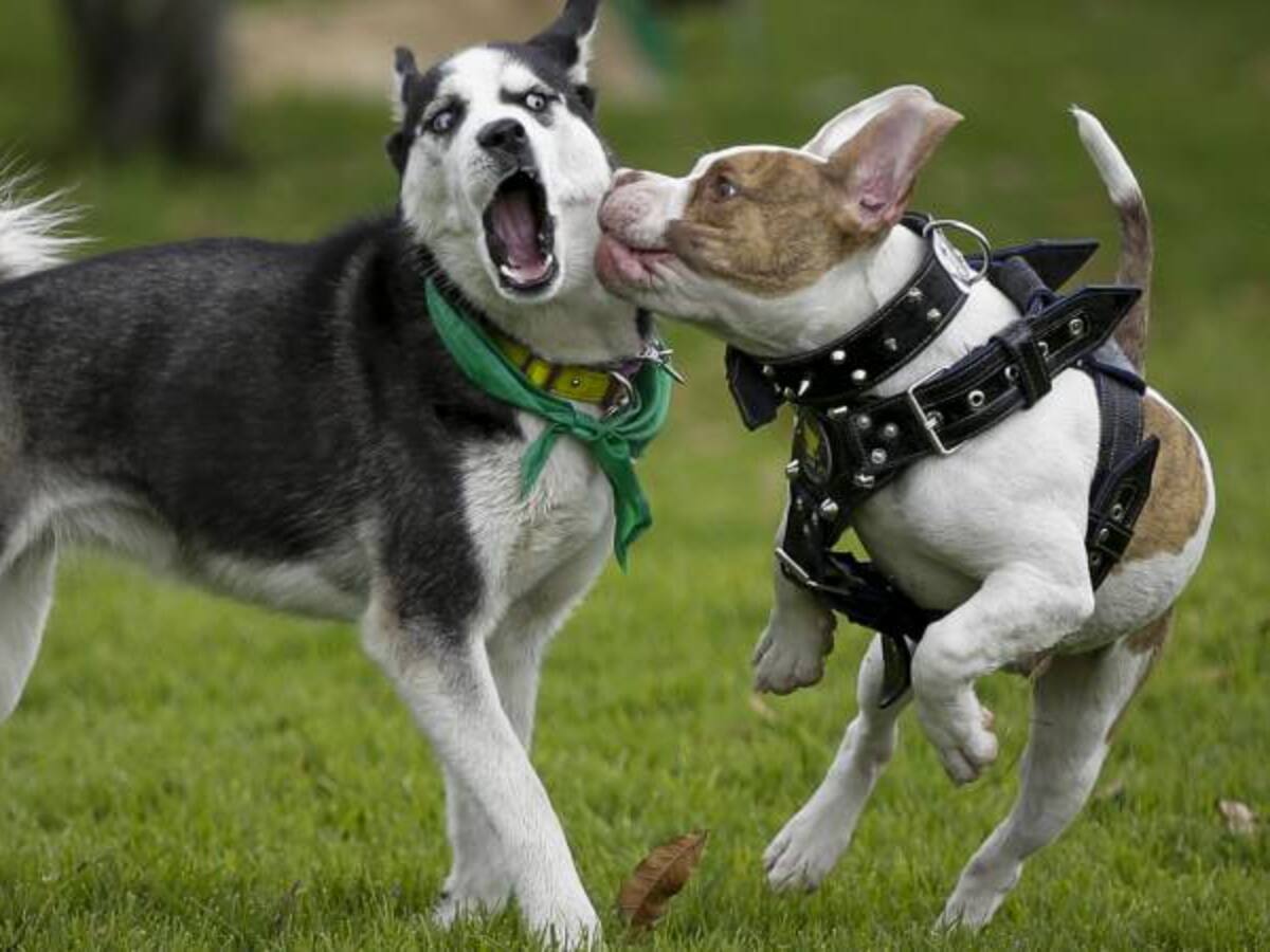 Dueños de perros de razas ‘peligrosas’ pagarán multas si no los registran