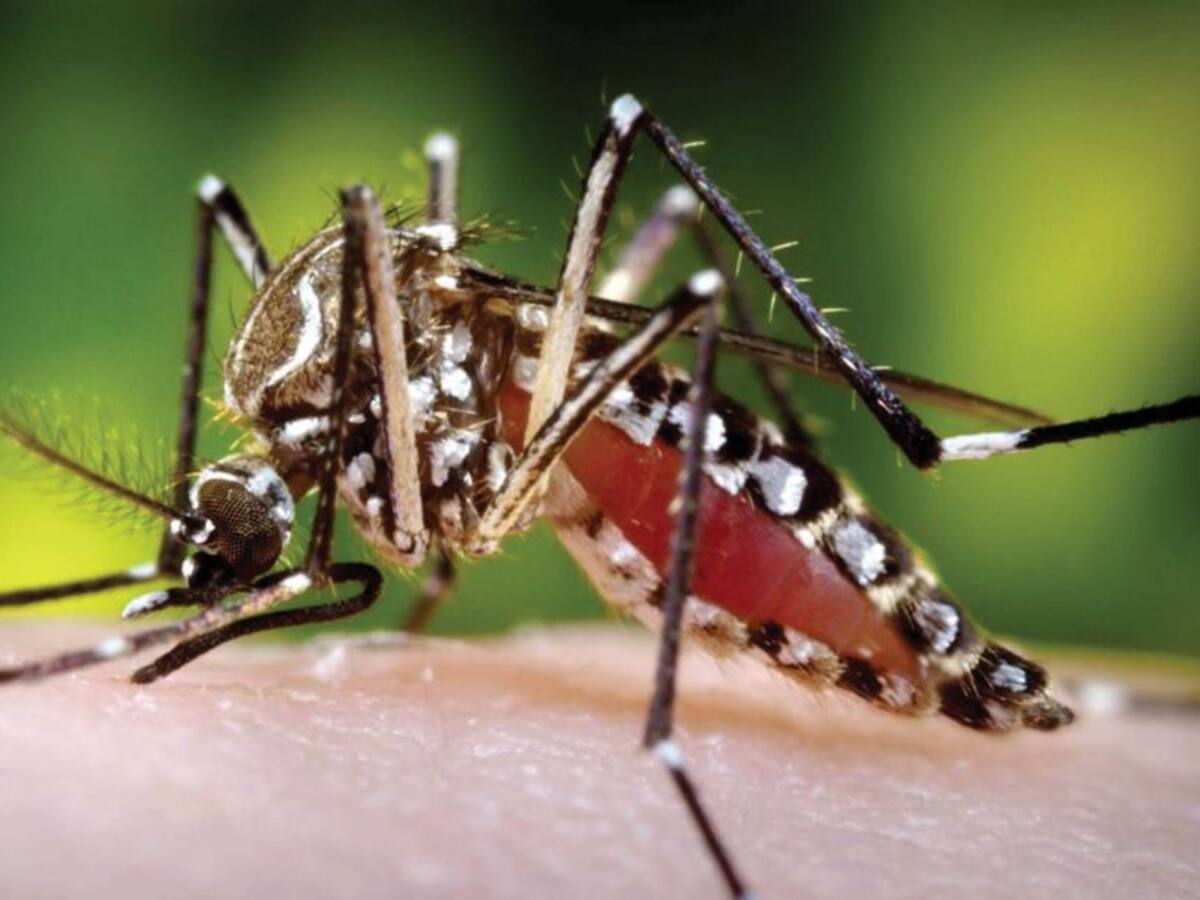 Alerta por casos de dengue en Tolima