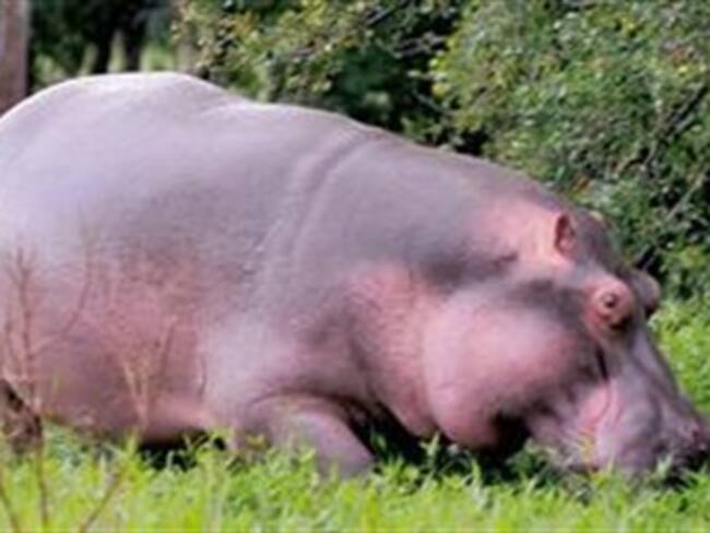 Ambientalistas proponen adecuar una zona en el Magdalena para los hipopótamos perdidos