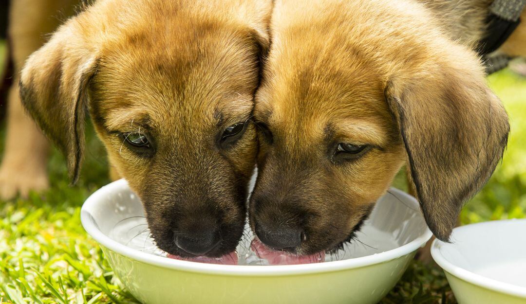 Multan a una pareja por obligar a sus perritas a tener crías por seis años