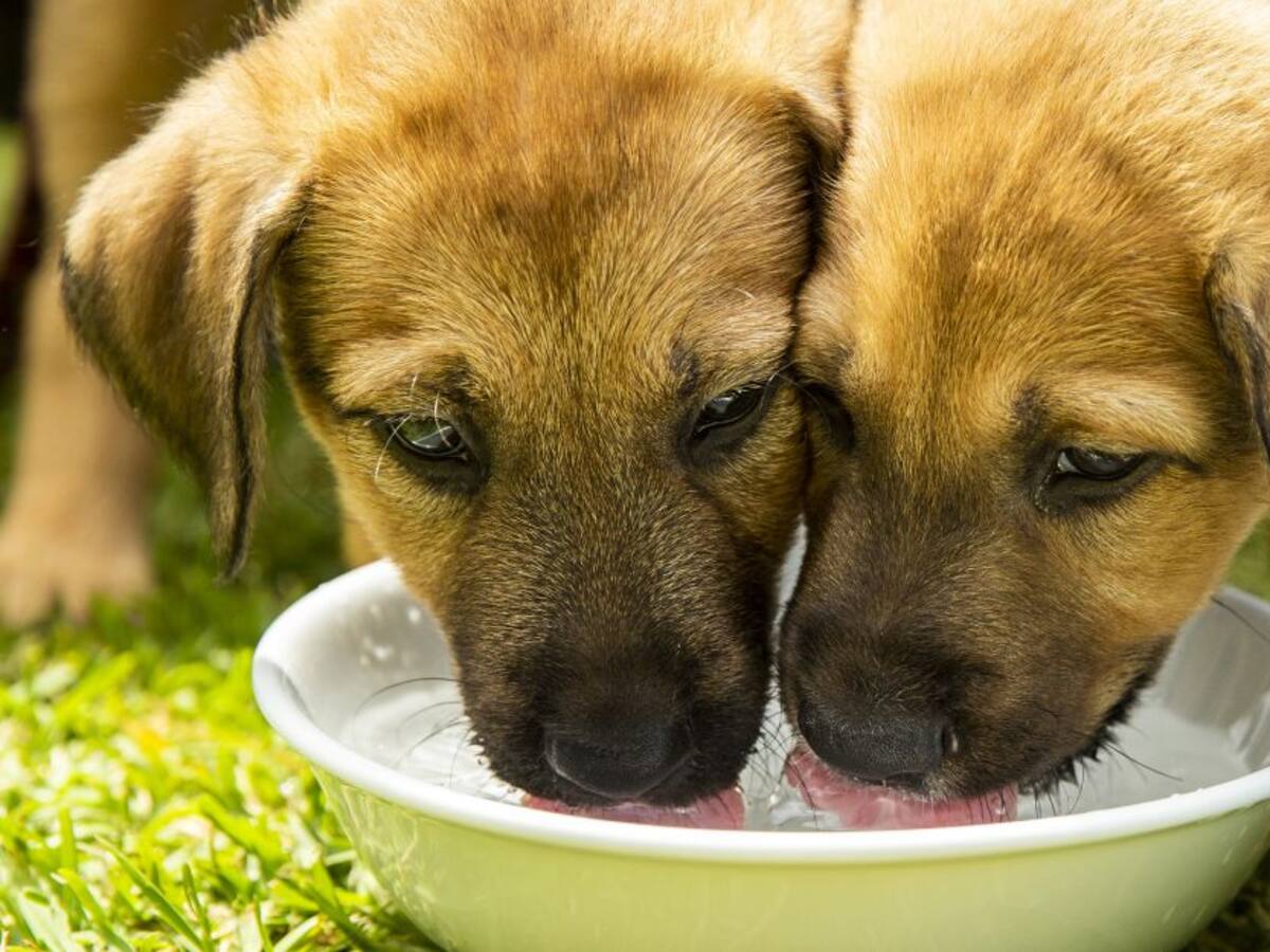 Multan a una pareja por obligar a sus perritas a tener crías por seis años