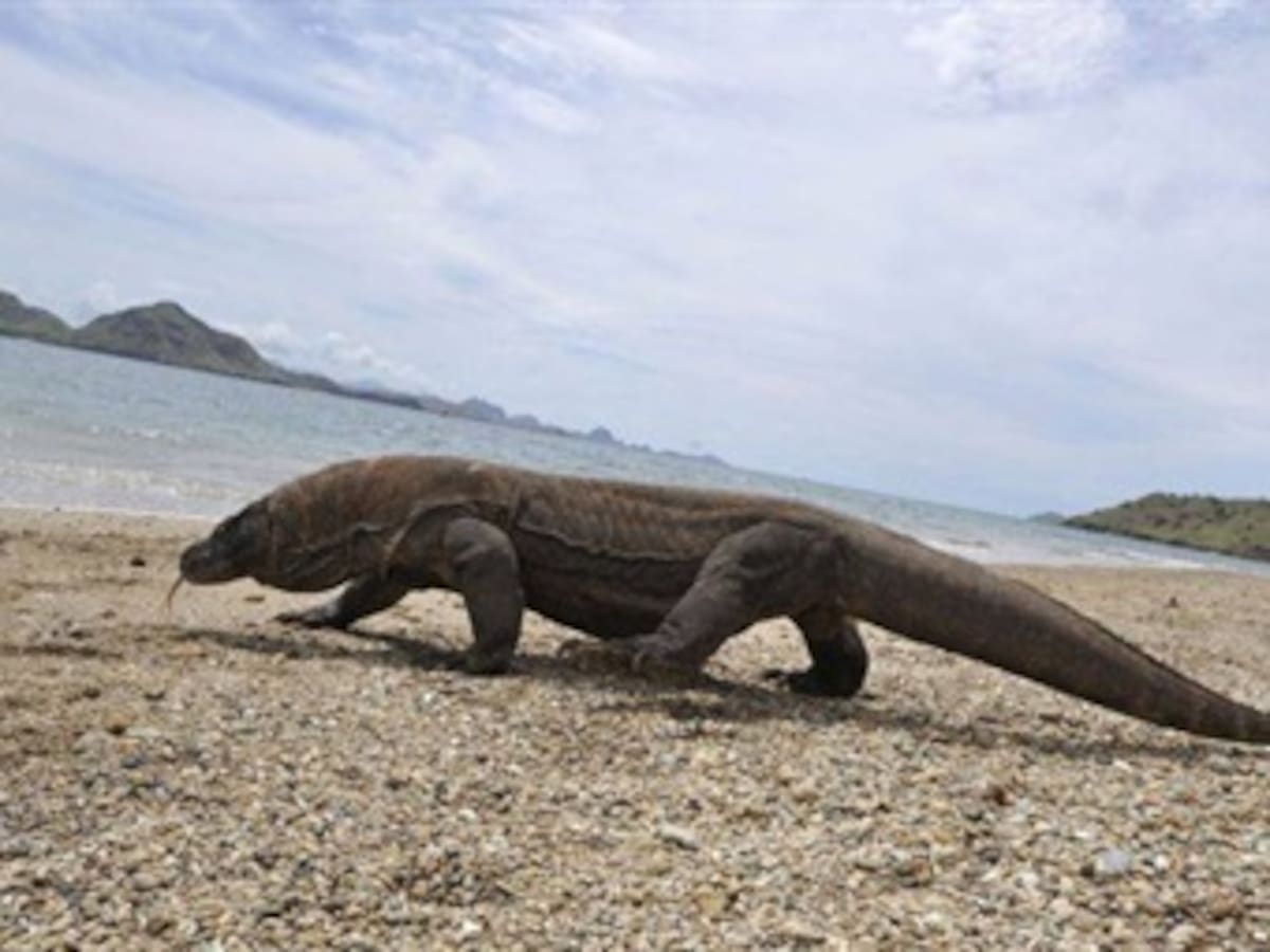 Descubren nueva especie de lagarto fósil de 125 millones de años en España
