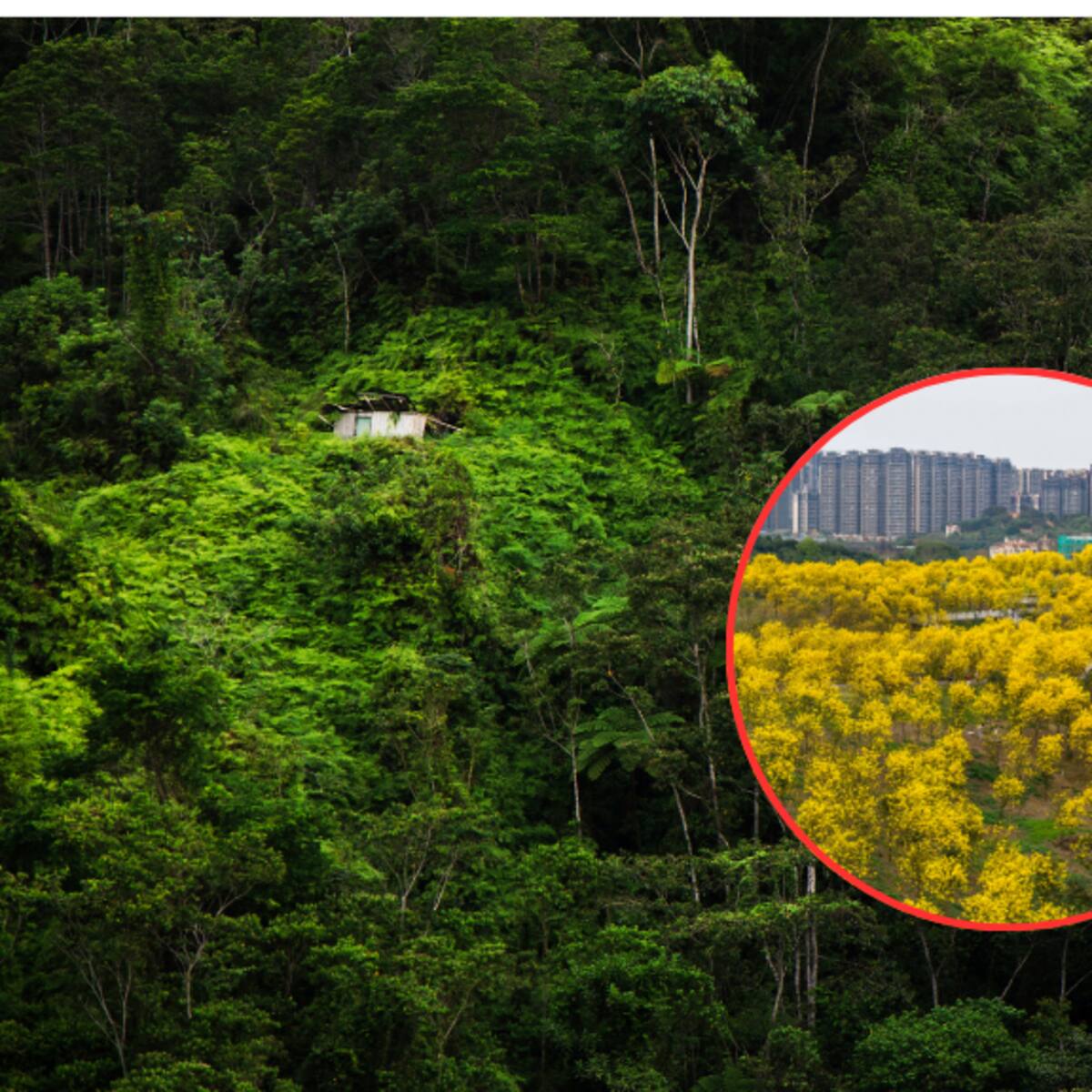 IA dice cuál es el árbol más hermoso de Colombia: sus flores son amarillas y rosadas