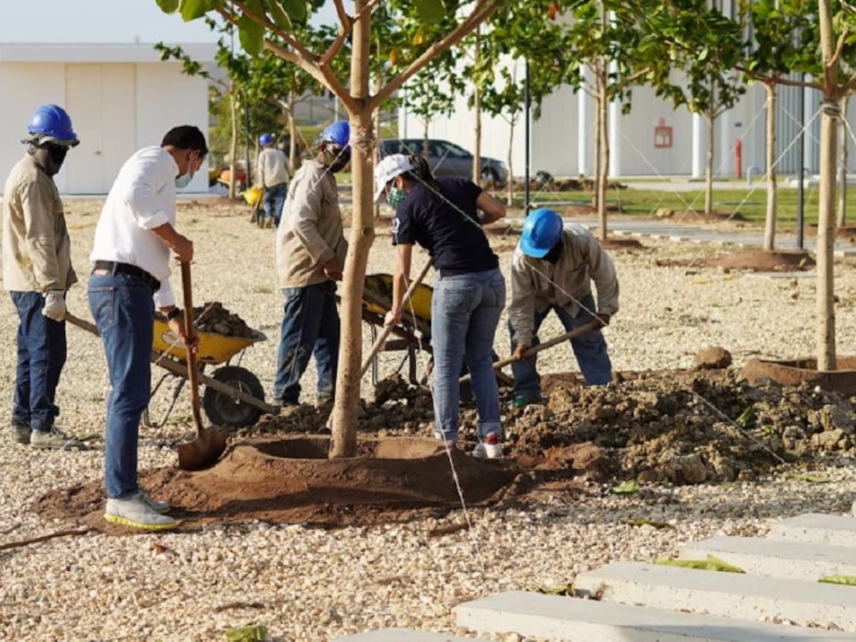 501 árboles serán sembrados en la sede de la FCF en Barranquilla