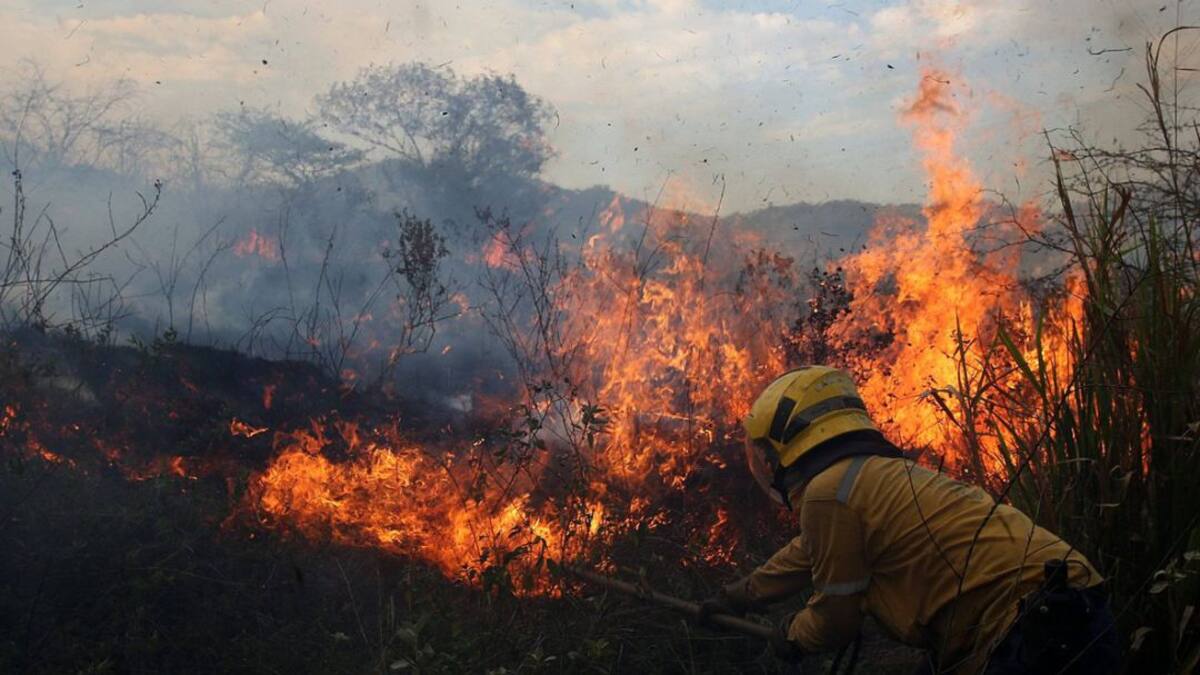Más de 450 hectáreas afectadas por incendios forestales
