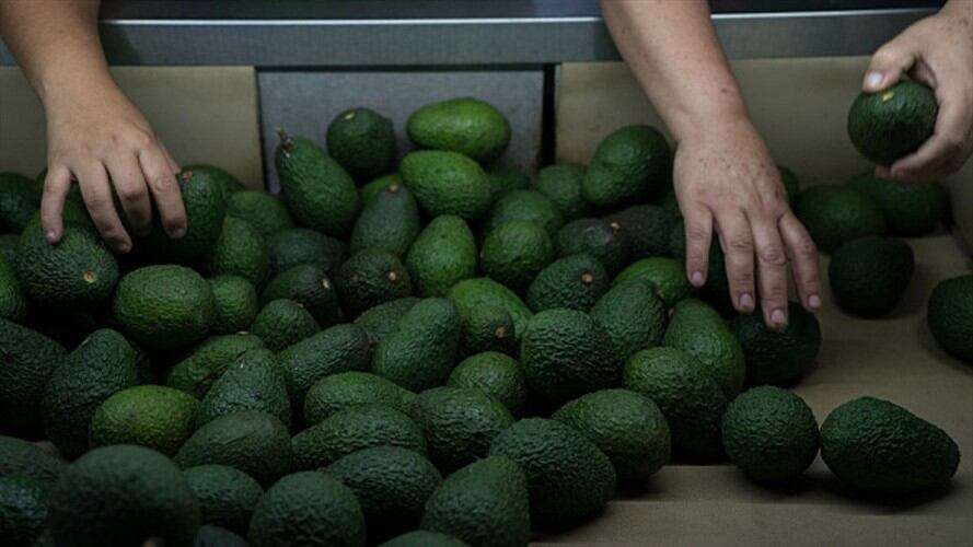Aguacate Hass. Foto: Getty Images