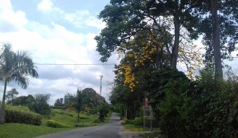 Otro Guayacán florecido en la vía entre Armenia y el corregimiento de Pueblo Tapao al sur del Quindío