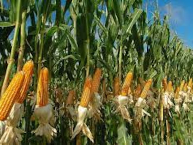 Cultivos de maíz en Valle de San Juan - Tolima a punto de perderse por fuerte ola de calor.