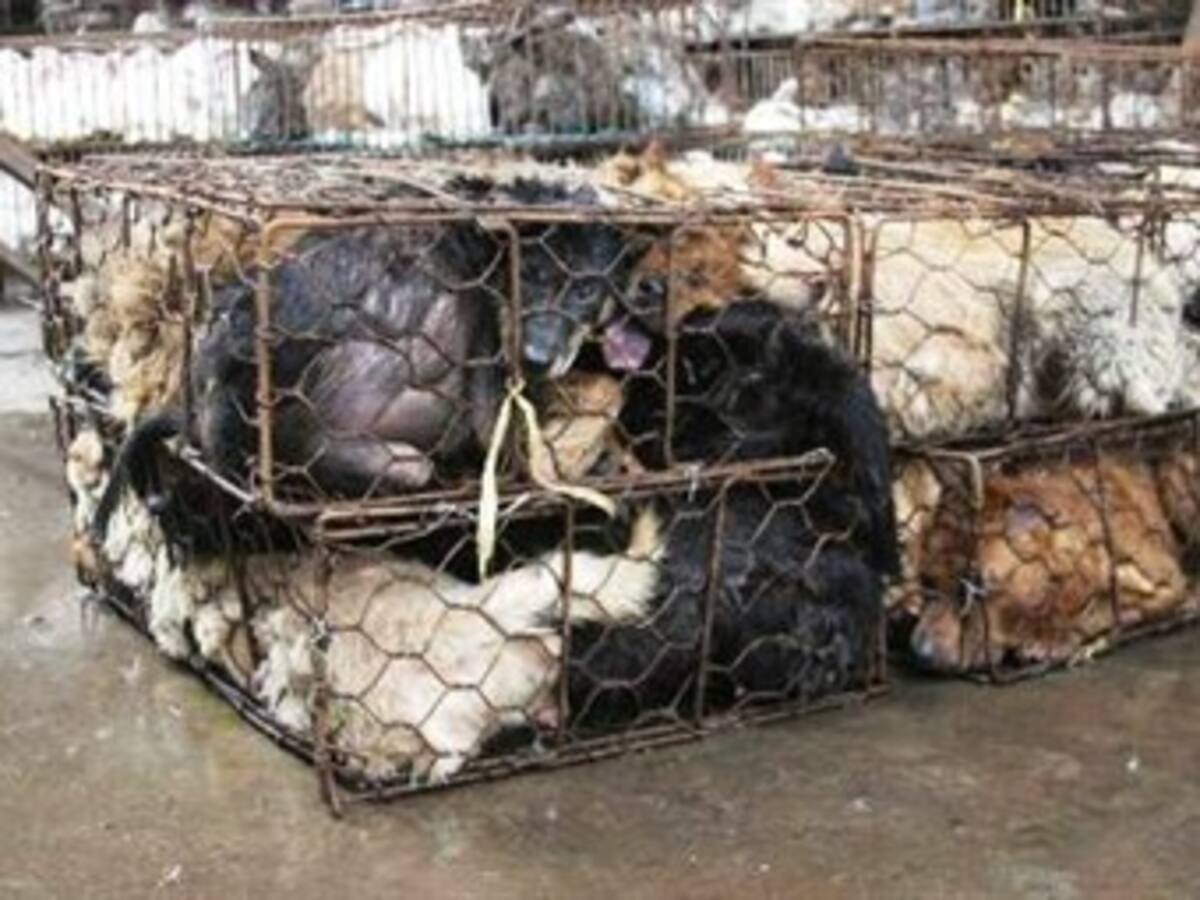 Secuestro de mascotas, un "negocio" lucrativo en Vietnam