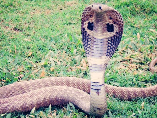El “encantador de serpientes” fue atacado en un show por una de ellas