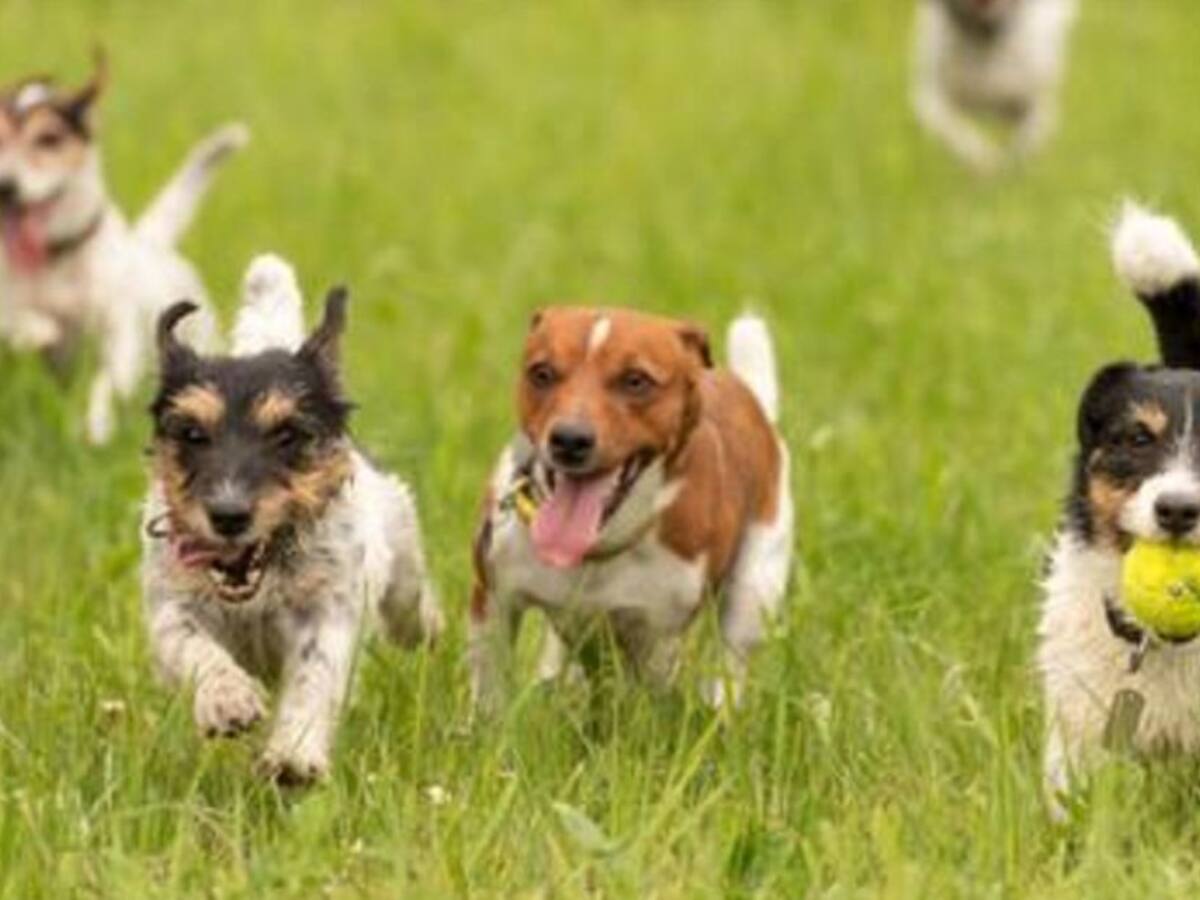 Denuncian perdida de 2 perritos en extrañas condiciones
