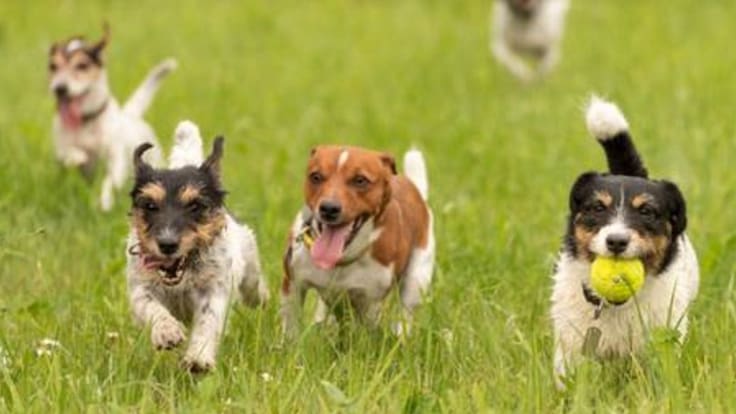Denuncian perdida de 2 perritos en extrañas condiciones