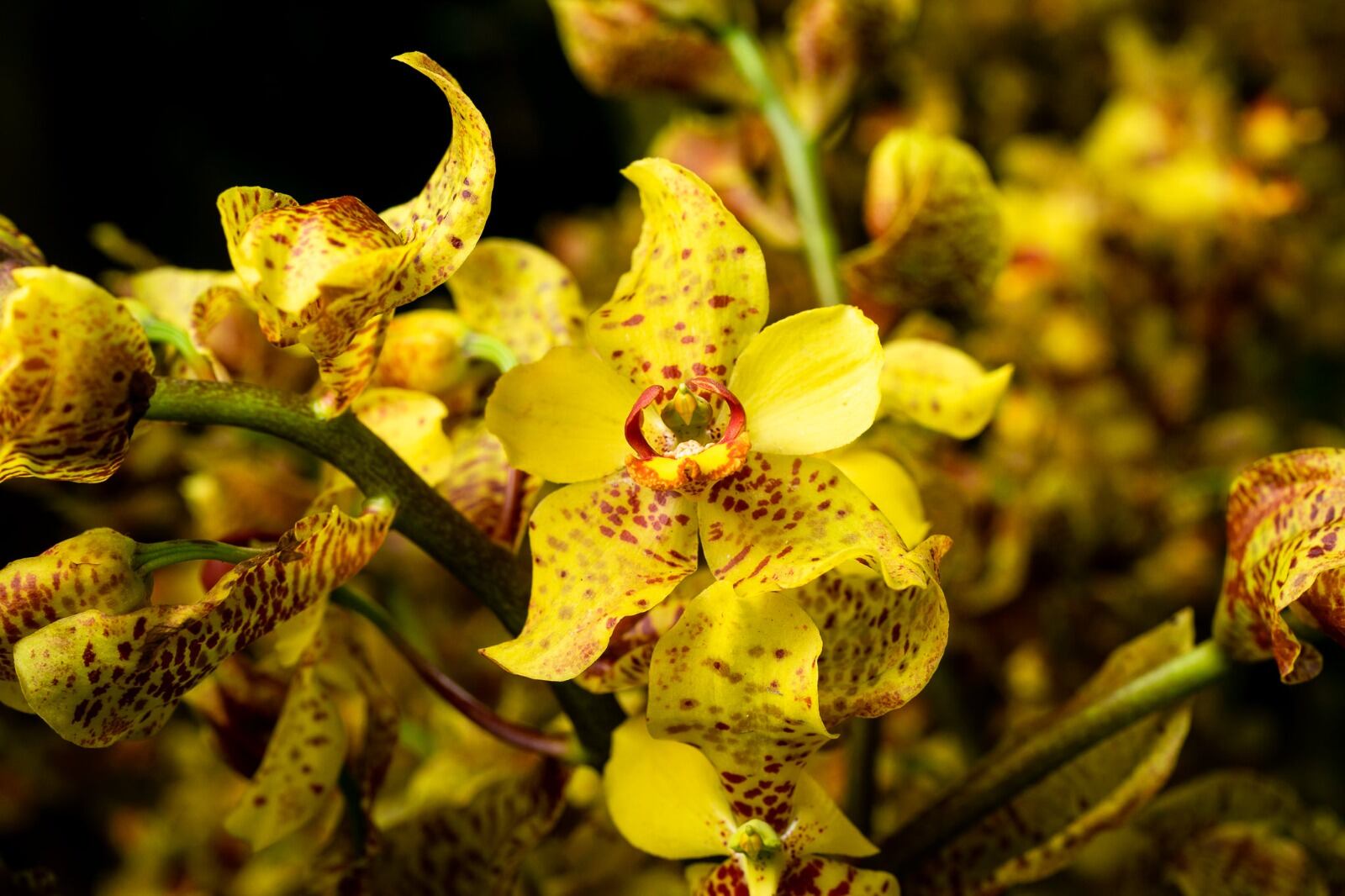Exposición Nacional de Orquídeas