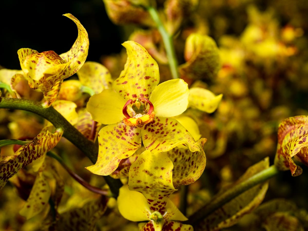 Edición 17 de la Exposición Nacional de Orquídeas se realizará en Marzo en Manizales