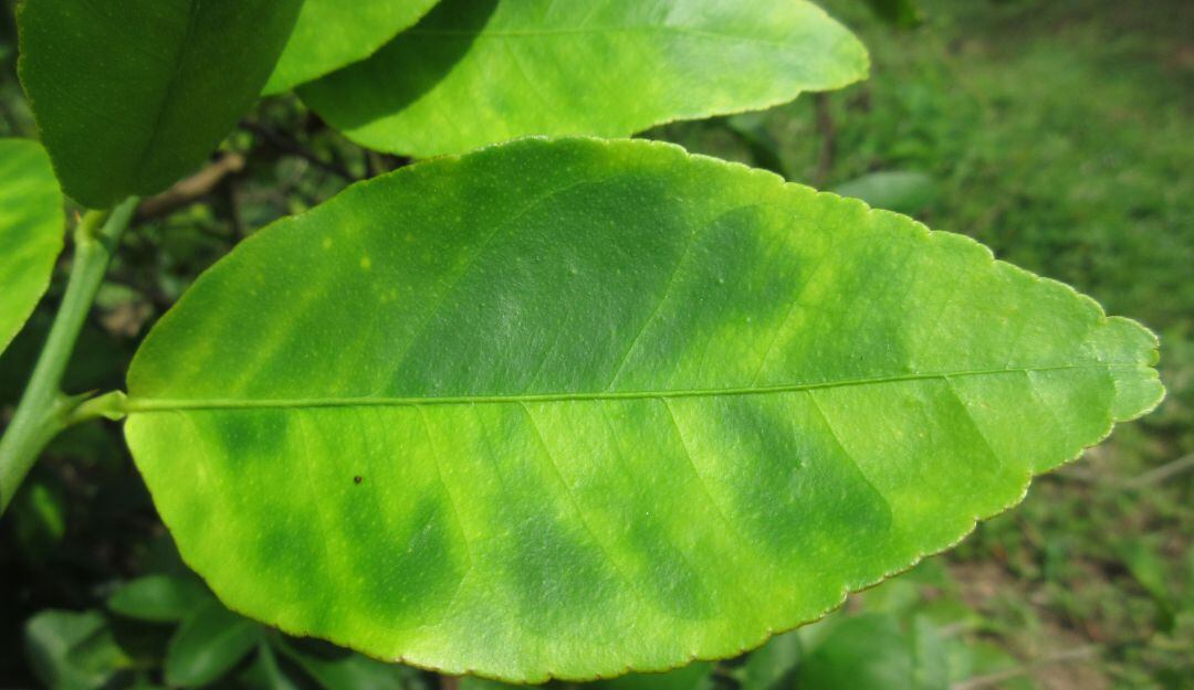 Control biológico del HLB