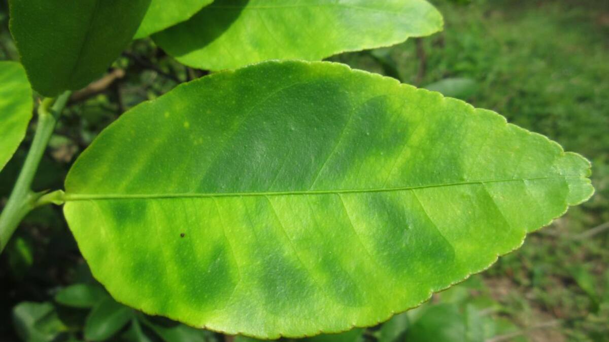 Control biológico, buena alternativa contra el HLB que ataca los cítricos