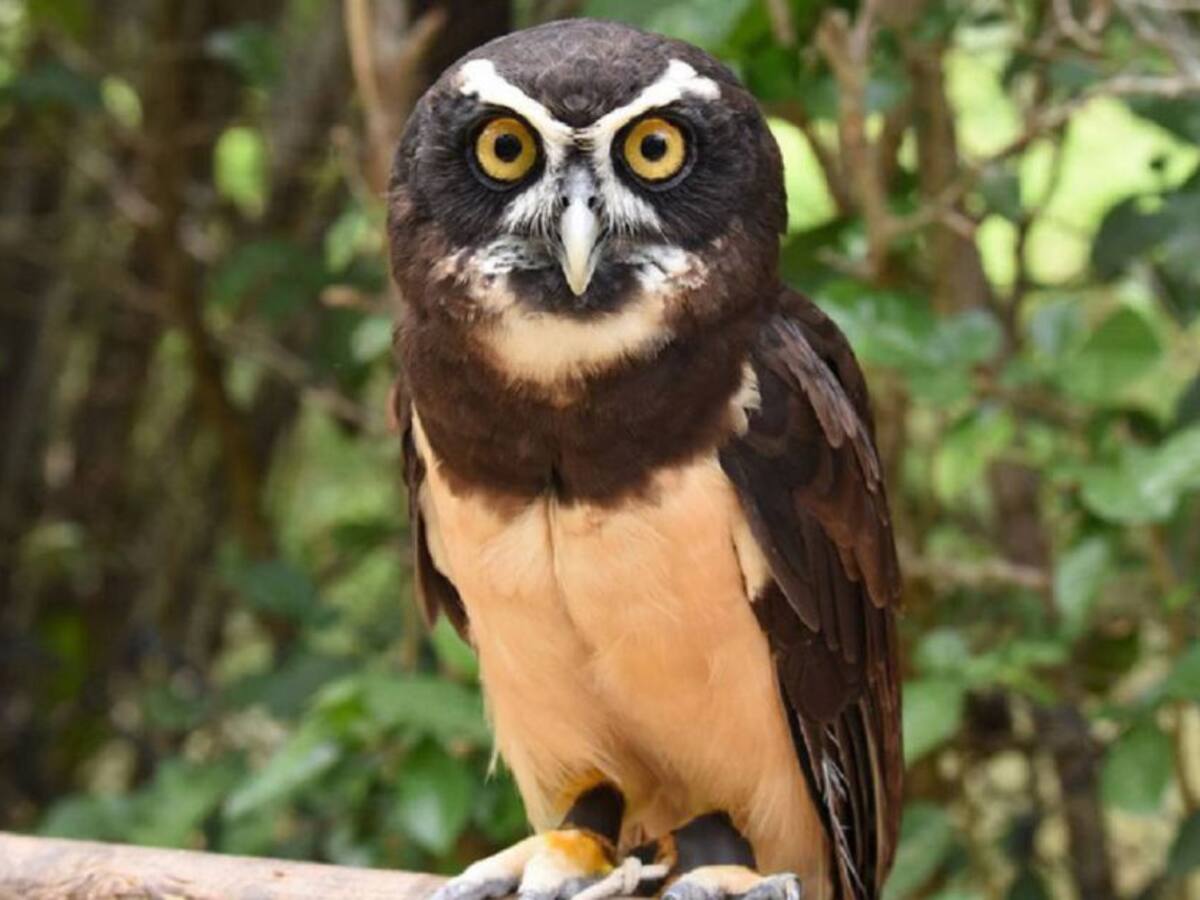 Aviario Nacional de Colombia en Barú reabrirá sus puertas el 16 de octubre