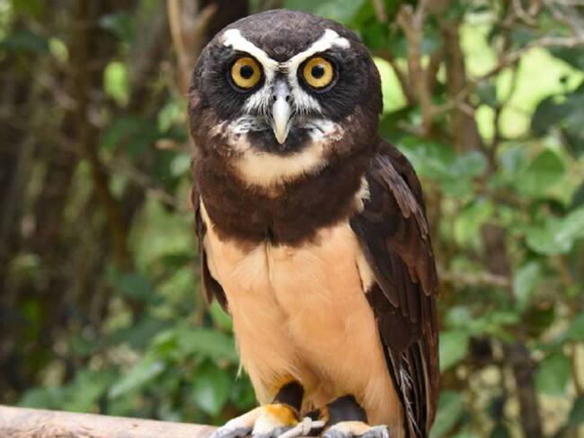 Aviario Nacional de Colombia en Barú reabrirá sus puertas el 16 de octubre