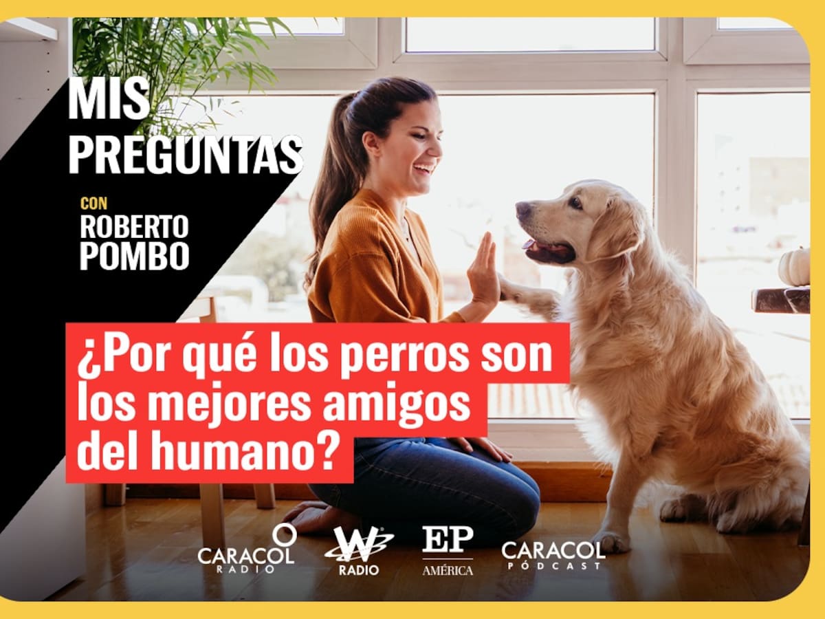 Mis Preguntas: ¿Por qué los perros son los mejores amigos del humano?