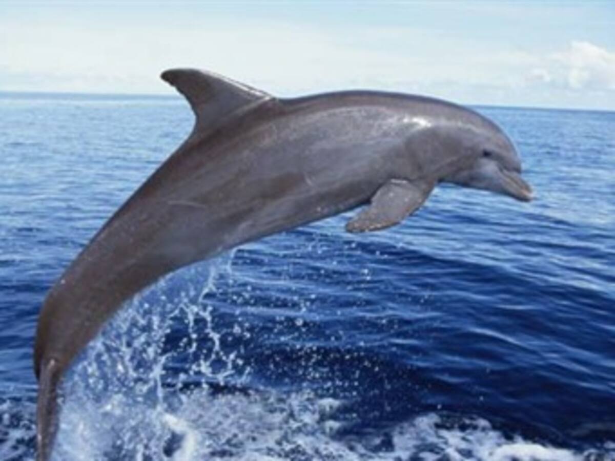 'Dolphin Tale' arrebata la corona de la taquilla a 'The Lion King'
